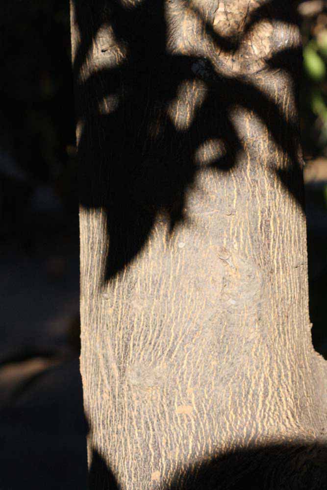              Bark (Riverside, CA)       